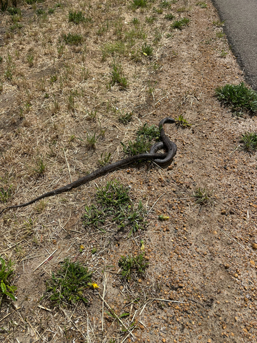 Mainland Dugite sighting