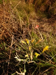 Cyrtanthus breviflorus