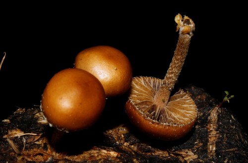 dung-loving Deconica