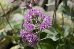 Adenostyles leucophylla