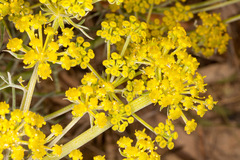 Cachrys sicula
