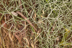 Cachrys sicula
