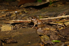 Ischnocnema henselii