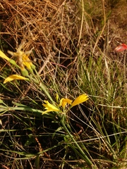 Cyrtanthus breviflorus