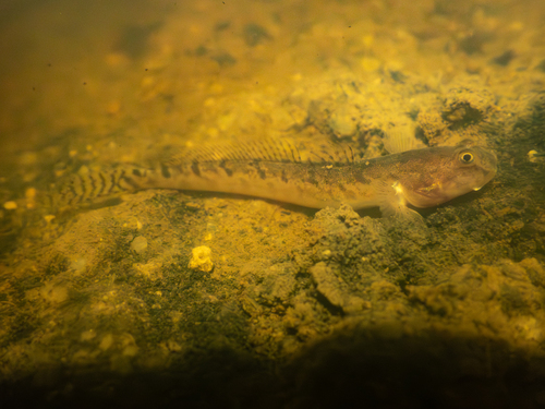 Lobe-jawed goby (Pseudapocryptes elongatus) — Gobiidae — 4
