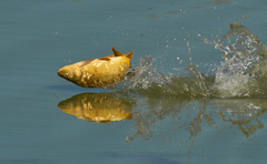 Cyprinus carpio carpio