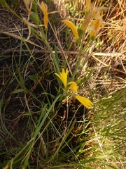 Cyrtanthus breviflorus
