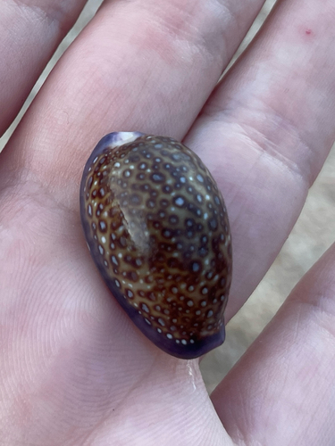 Cypraea albuginosa observed 2025-10-20