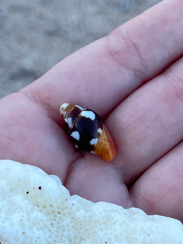 Columbella haemastoma observed 2025-10-20