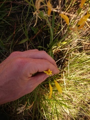 Cyrtanthus breviflorus