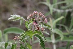 Rubus ludwigii
