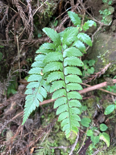 Polystichum prionolepis observed 2025-10-19