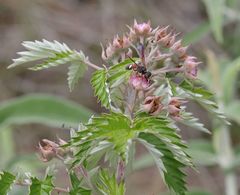 Rubus ludwigii