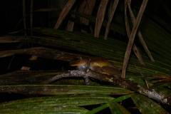 Bokermannohyla hylax