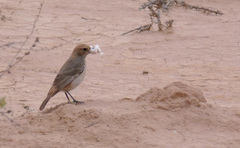 Oenanthe moesta