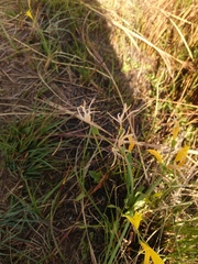Cyrtanthus breviflorus