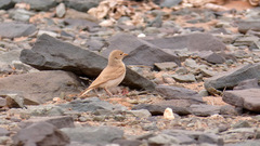 Ammomanes cinctura