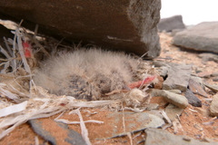 Ammomanes cinctura