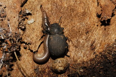 Phymatiotris quadricollis