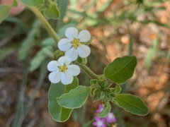 Limeum viscosum transvaalense