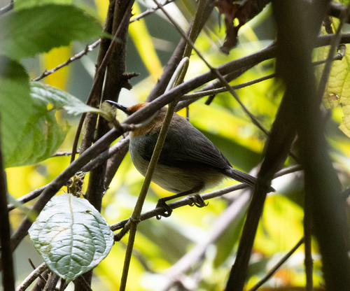 Red-capped Forest Warbler (Artisornis metopias), photo 5