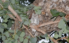 Otus senegalensis