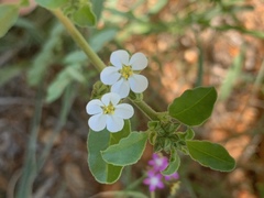 Limeum viscosum transvaalense