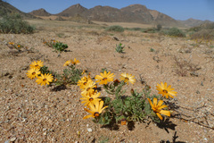 Dimorphotheca pinnata
