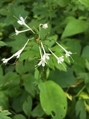 Valeriana pauciflora