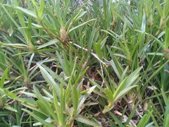 Maxillaria aggregata