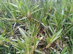 Maxillaria aggregata