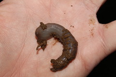 Octodrilus complanatus