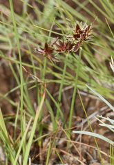 Cyperus semitrifidus