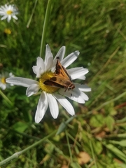 Hylephila fasciolata
