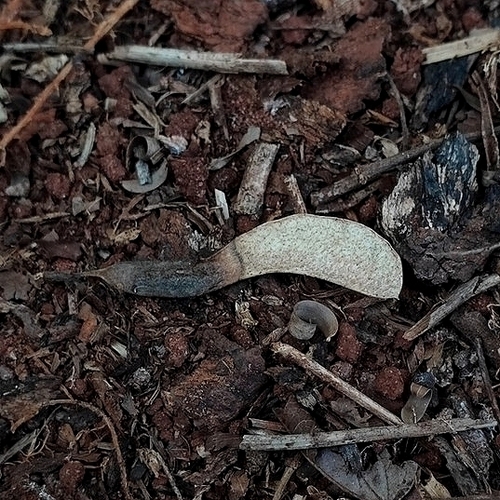 Machaerium hirtum, photograph 2