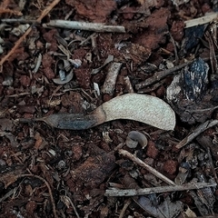 Machaerium hirtum, photograph Thomaz Ricardo Favreto Sinani, CC BY, iNaturalist via GBIF