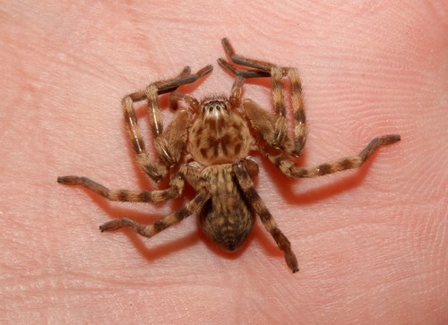 Walckenaer's Huntsman Spider