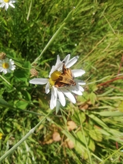 Hylephila fasciolata