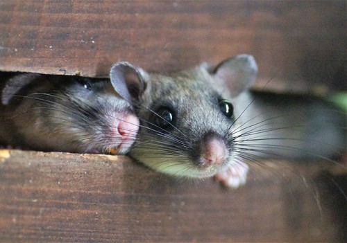 European Fat Dormouse