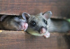 Fat Dormouse photo 2