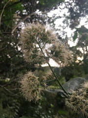 Critonia quadrangularis