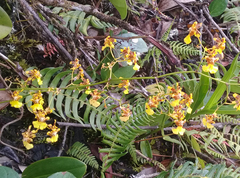 Oncidium pentadactylon