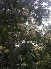 Critonia quadrangularis