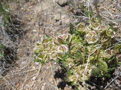 Cymopterus