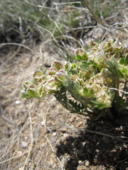 Cymopterus