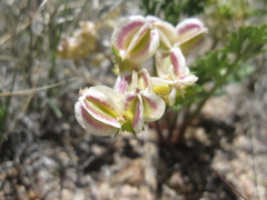 Cymopterus