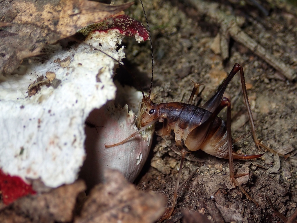 カマドウマ Orthoptera And Mantodea Of Japan Inaturalist