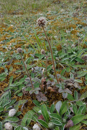 Acaena caesiiglauca (Acaena caesiiglauca)