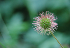 Acaena ovalifolia