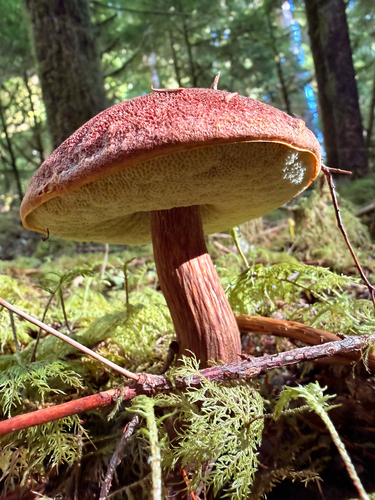 Owingsia PNW01 graham.jpg